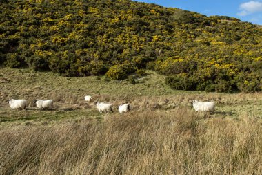 İskoç Dağ Blackface yayla koyun, (Ewes)