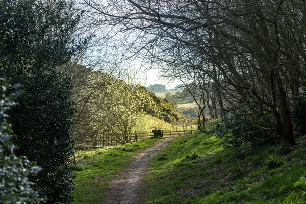 Camino Hacia Los Árboles Escocia —  Fotos de Stock