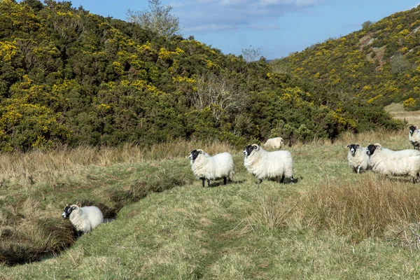 Scottish Mountain Blackface Highland Sheep Tackor — Stockfoto