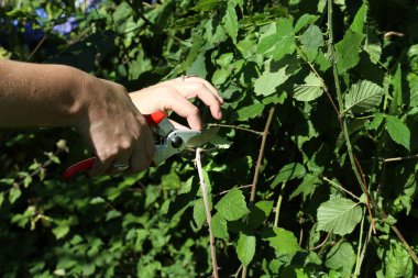 Bahçe budama makası ile kadın elleri ahududu bitki kesme, secateurs ile bahçıvan elleri