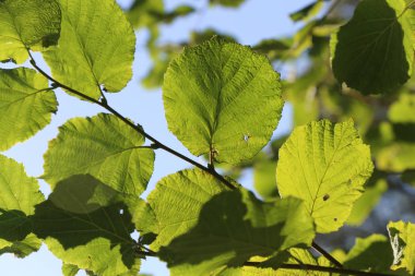 Yaygın Alnus Yaprağı (Alder glutinosa)