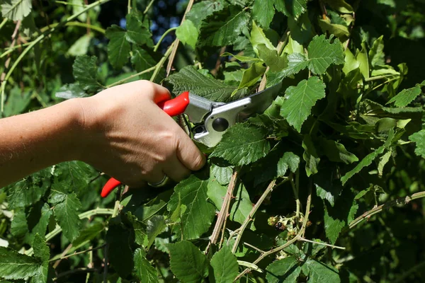 Woman\'s hands with garden pruning shears cutting Raspberry plant, gardener\'s hands with secateurs