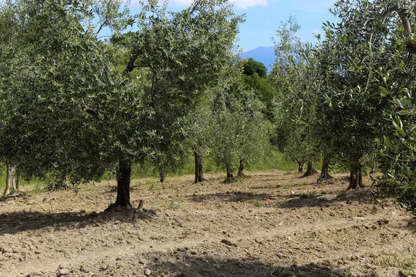 Plantación Olivos Montalcino Toscana Italia — Foto de Stock