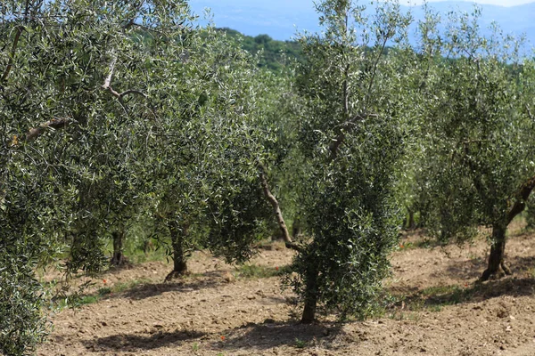 Посадка Оливковых Деревьев Монтальчино Тоскана Италия — стоковое фото