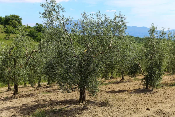 Посадка Оливковых Деревьев Монтальчино Тоскана Италия — стоковое фото