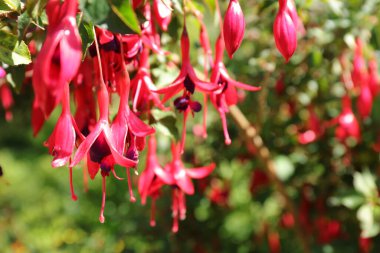 Güzel ve renkli mor Hardy Fuchsia (Fuchsia magellanica)