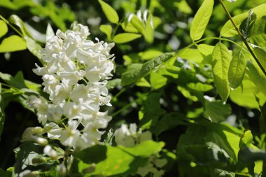 Wisteria Floribunda F-Alba 'nın beyaz çiçekleri Beyaz Japon Salkımı olarak da bilinir.