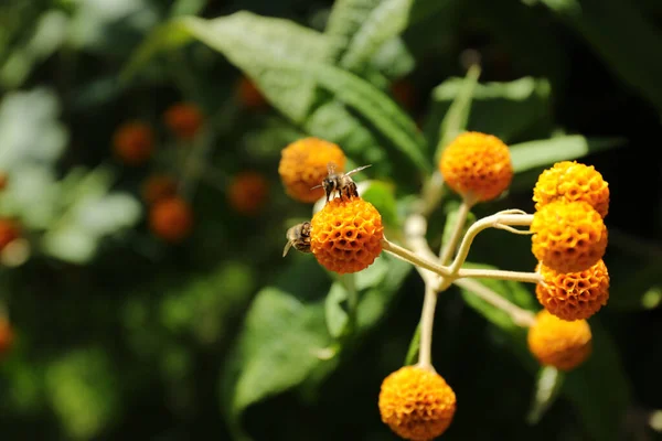 Abeja Flor Del Árbol Bola Naranja Buddleja Globosa —  Fotos de Stock