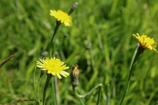 Dente Leão Comum Taraxacum Officinale Com Fundo Verde — Fotografia de Stock