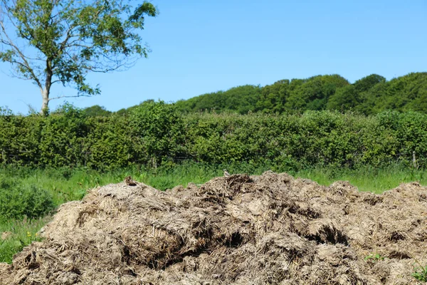 Manure Agricultural Field — Stock Photo, Image