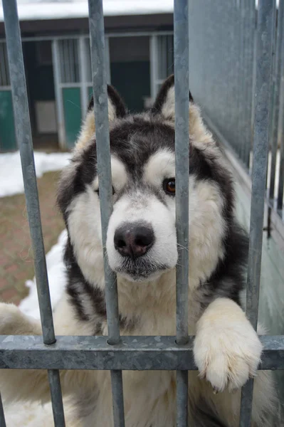 Close Dog Muzzle Sad Eye Cage Shelter Homeless Dogs — Stock Photo, Image