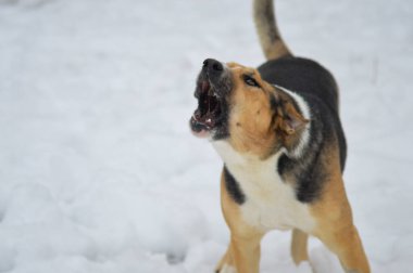 Karda havlayan köpek.