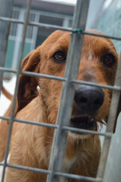 Nahaufnahme Einer Hundeschnauze Mit Traurigem Auge Käfig Eines Tierheims Für — Stockfoto