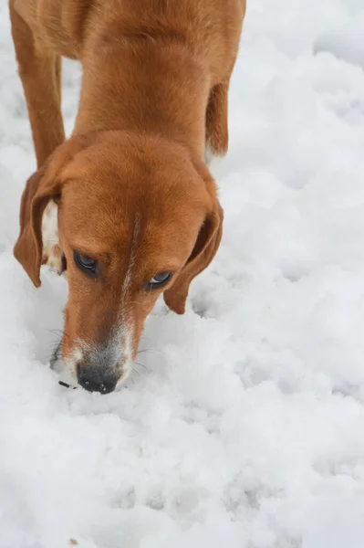 Brown Dog with sad face in the snow