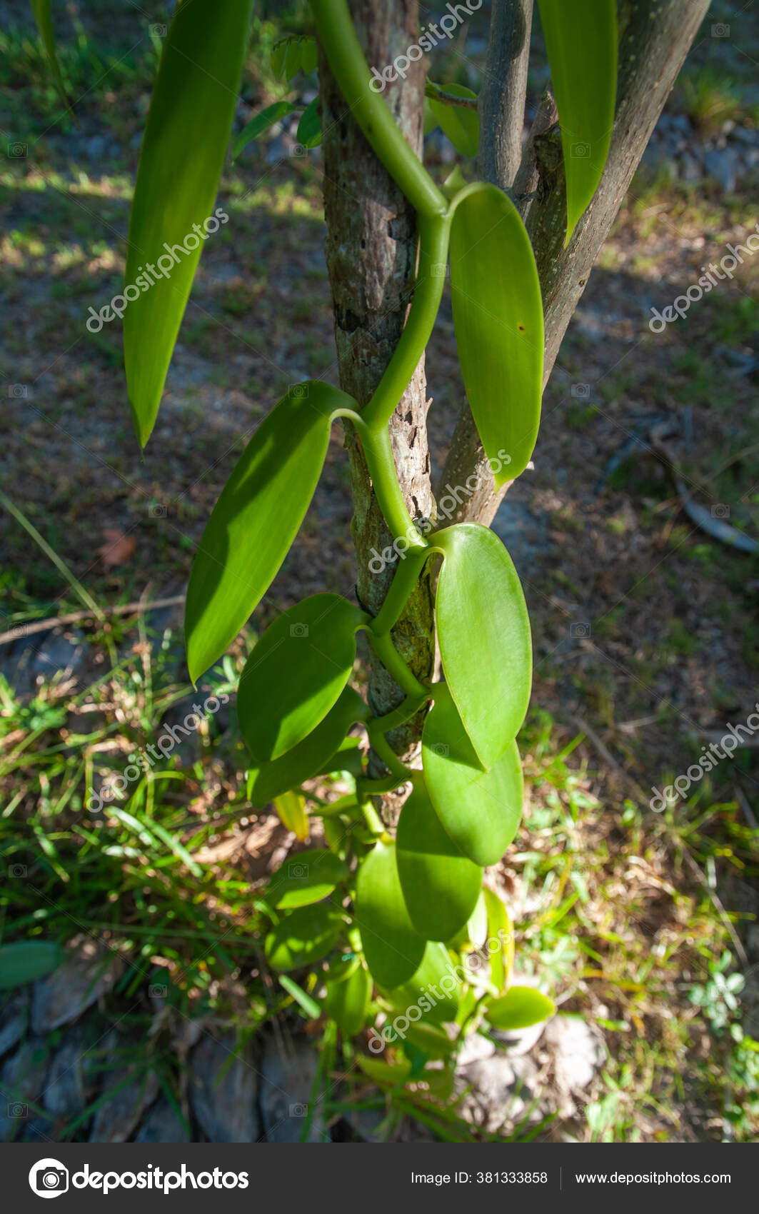 Wild Flat Leaved Vanilla Vanilla Planifolia Tree Forest Seychelles Stock  Photo by ©MassimilianoFinzi 381333858