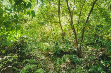 Seyşeller 'deki tropikal ormanda yoğun bir orman
