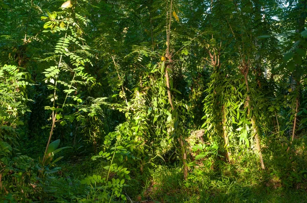 Volně Rostoucí Vanilkové Vanilla Planifolia Stromy Lese Seychely — Stock fotografie