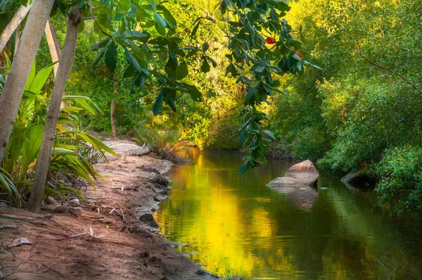 Río Con Vibrantes Colores Amarillo Verde Una Exuberante Selva Tropical — Foto de Stock