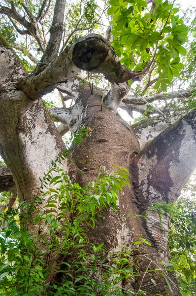 Vue Aérienne Des Branches Baobab Géant Adansonia Digitata Digue Seychelles — Photo