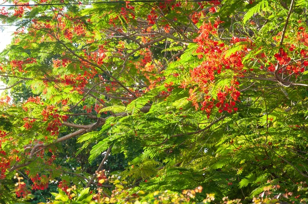 Flamboyant (Delonix regia ) or Flame tree, vibrant red flowers on a green tree in Seychelles