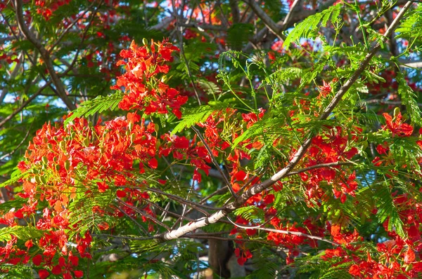 Flamboyant (Delonix regia ) or Flame tree, vibrant red flowers on a green tree in Seychelles