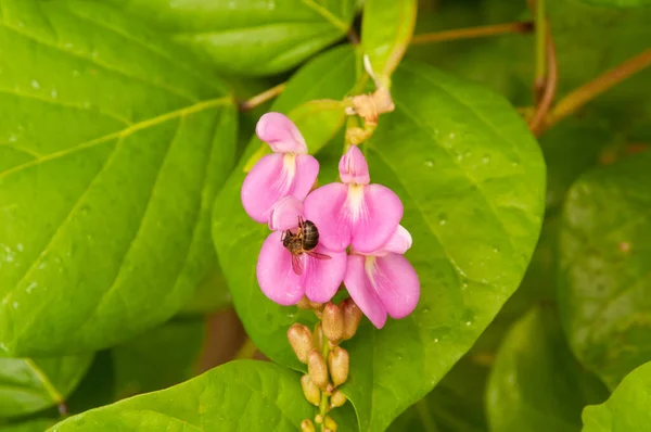 Eine Biene Bestäubt Die Leuchtend Rosa Blüte Von Canavalia Cathartica — Stockfoto