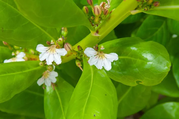 White Tropical Flowers Beach Naupaka Scaevola Taccada — Stock Photo, Image