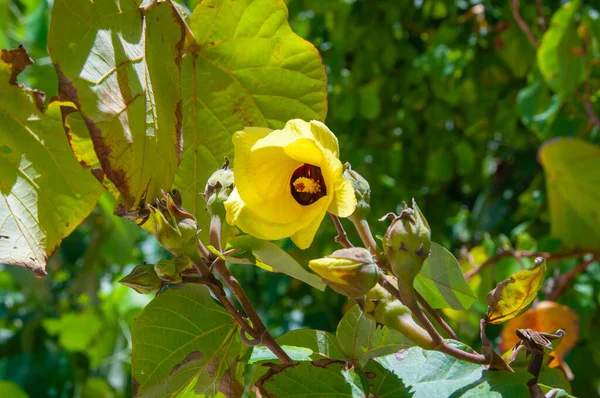 Hibiscus (Hibiscus tiliaceus) 'un güzel sarı tropikal çiçeği)