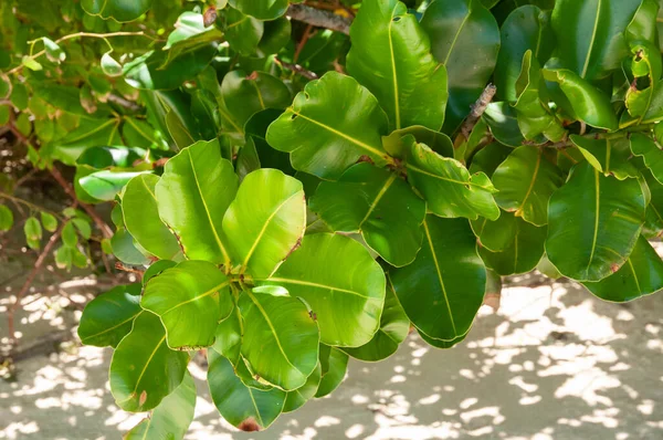 Vihreät Lehdet Nimikirjoituksen Puu Clusia Rosea Seychellit — kuvapankkivalokuva