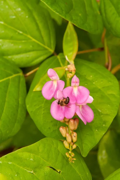 Včela Opyluje Jasně Růžový Květ Canavalia Cathartica Členem Rodiny Luskovitých — Stock fotografie