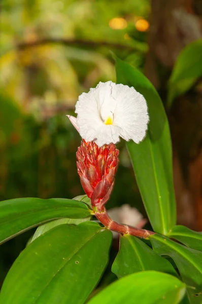 Beautiful White Red Tropical Flower Crpe Ginger Hellenia Speciosa — Stock Photo, Image