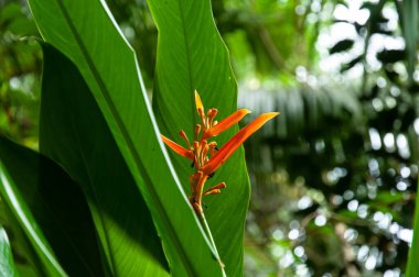 Genişletilmiş Istakoz Pençesi 'nin (Heliconia latispatha) güzel turuncu tek tropikal çiçeği, yeşil büyük yapraklarla