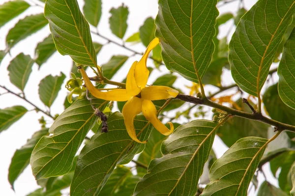 Krásný Jediný Žlutý Tropický Květ Ylang Ylang Cananga Odorata — Stock fotografie