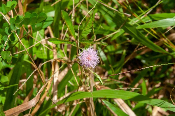 Růžová Divoká Květina Citlivých Rostlin Mimosa Pudica — Stock fotografie