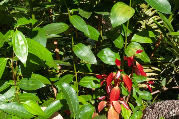 Hojas Jóvenes Verdes Rojas Canela Cinnamomum Verum — Foto de Stock