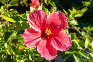Çin Hibiscus 'unun güzel tropikal çiçeği (Hibiscus rosa-sinensis))