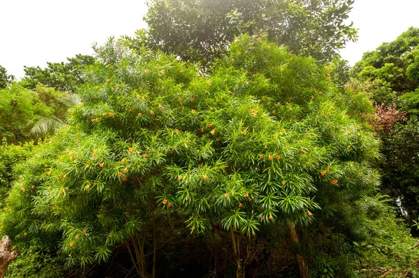 Seyşeller, güzel bir tropikal çiçek ağacı (Cascabela thevetia) Dogbane, Apocynaceae ailesinin bir üyesidir.