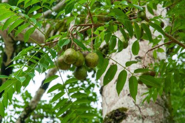 İngiliz erik ağacı tropikal ağacı (Spondias dulcis), Seyşeller.