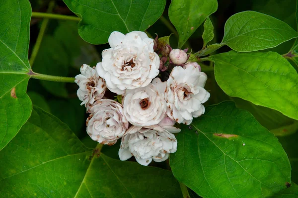 Eine Schöne Bunte Weiße Tropische Blume Chinese Glorybower Clerodendrum Chinense — Stockfoto