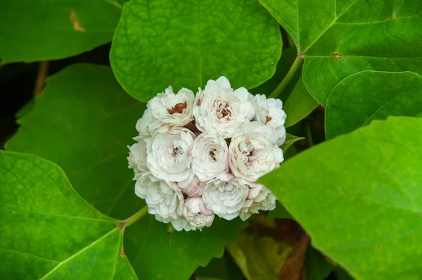 Eine Schöne Bunte Weiße Tropische Blume Chinese Glorybower Clerodendrum Chinense — Stockfoto