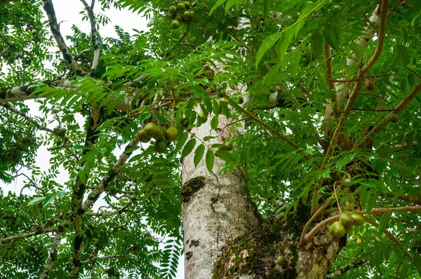 English Plum Fruit Tropical Tree Spondias Dulcis Seychely — Stock fotografie