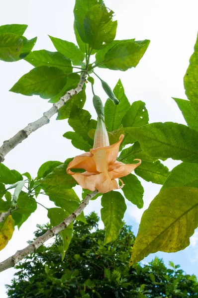 Beautiful Orange Tropical Single Flower Garden Angel Trumpet Brugmansia Candida — стоковое фото