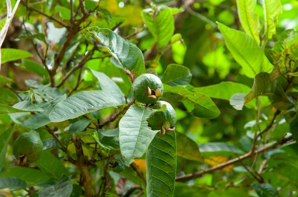 Yeşil bir çiğ tropikal Guava meyvesi (Psidium guajava). Seyşeller