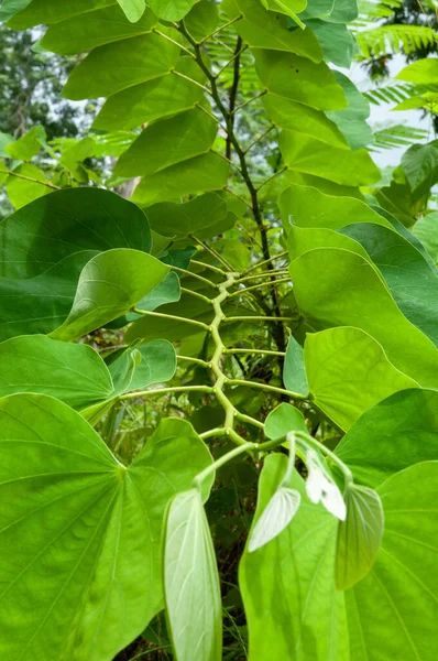 Zielone Liście Tropikalnej Rośliny Drzewo Storczyka Bauhinia Purpurea — Zdjęcie stockowe