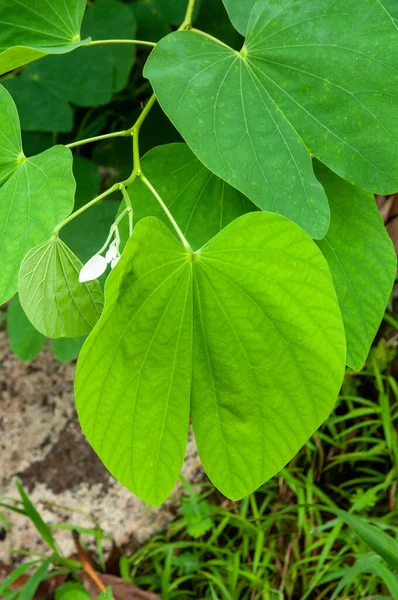 Зеленые Листья Тропического Растения Orchid Tree Bauhinia Purpurea — стоковое фото