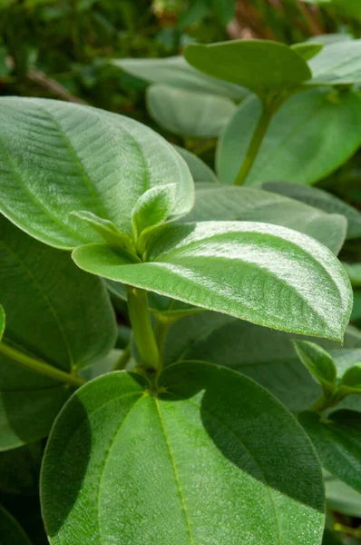 Zelené Listy Tropické Rostliny Heterotis Buettneriana Člen Melastome Rodina Melastomataceae — Stock fotografie