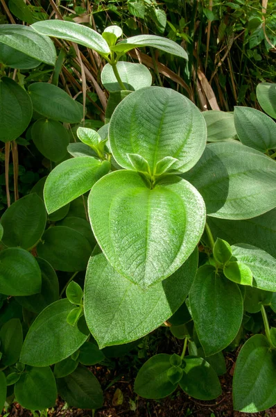 Zelené Listy Tropické Rostliny Heterotis Buettneriana Člen Melastome Rodina Melastomataceae — Stock fotografie