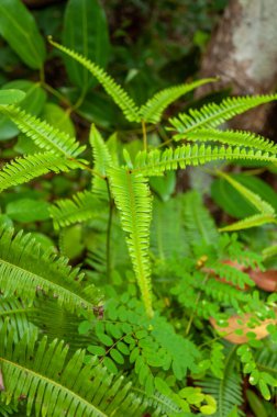 False Staghorn Fern (Dicranopteris linearis) adlı tropikal bitkinin yeşil yaprakları Forked Ferns familyasının bir üyesidir.