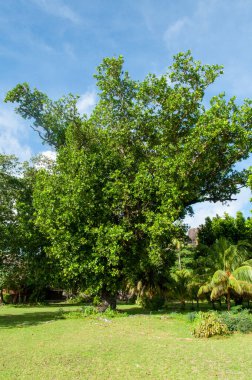 Yeşil tropikal ağaç: Terminalia, Bushwillow Ailesi Combretaceae üyesi, Seyşeller