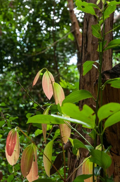Grüne Und Rote Junge Blätter Von Zimt Cinnamomum Verum Seychellen — Stockfoto